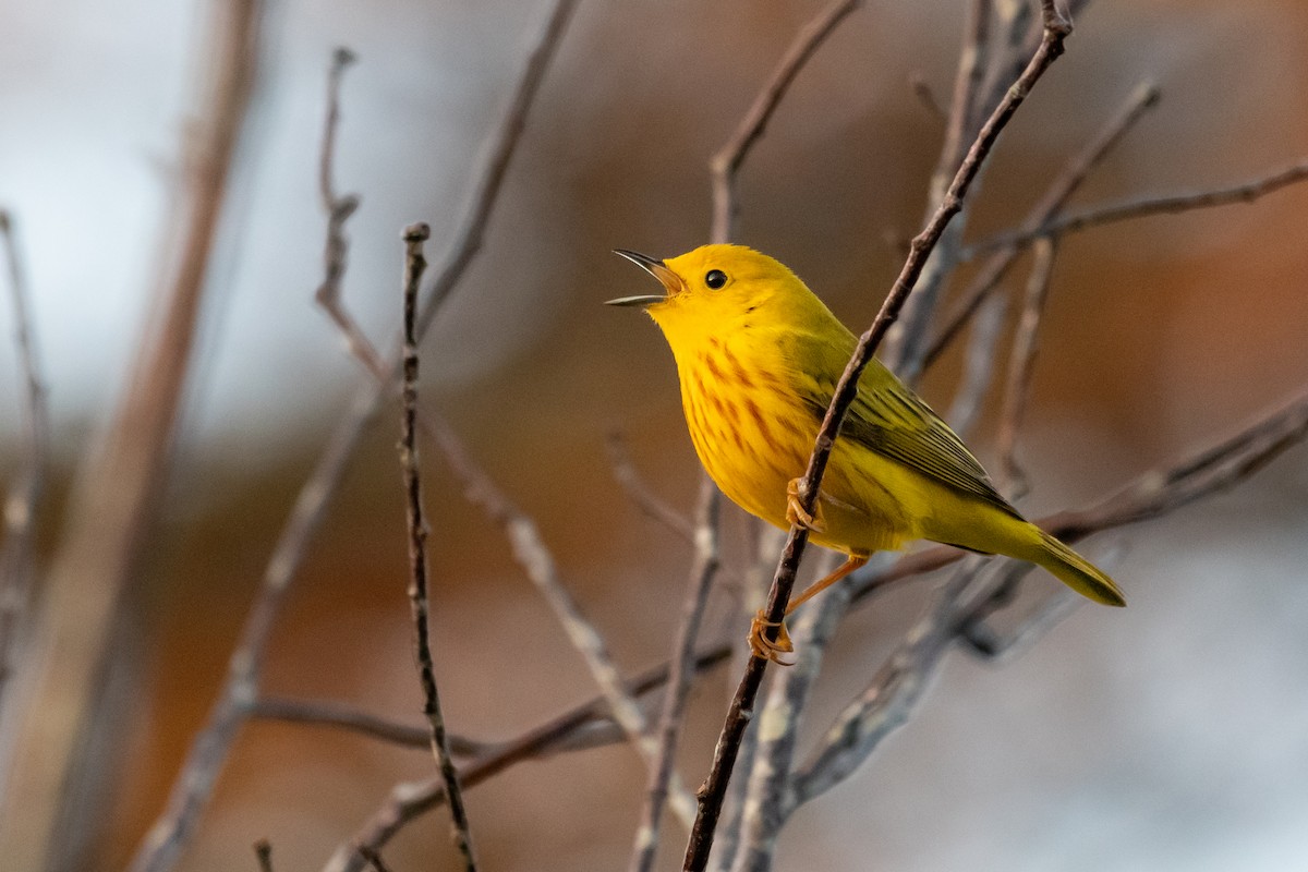 Yellow Warbler - Dan Gardoqui