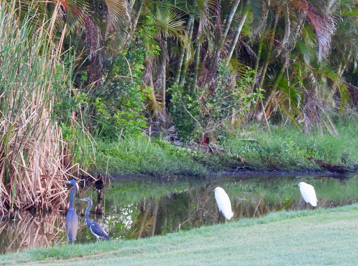 Tricolored Heron - Lynne Harding