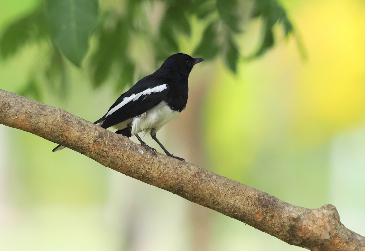 Oriental Magpie-Robin - 芳色 林