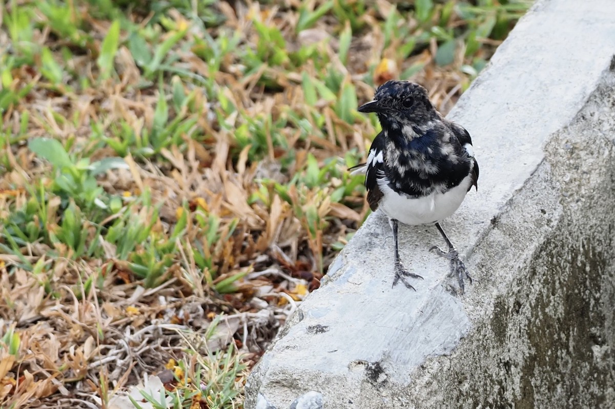 Oriental Magpie-Robin - 芳色 林