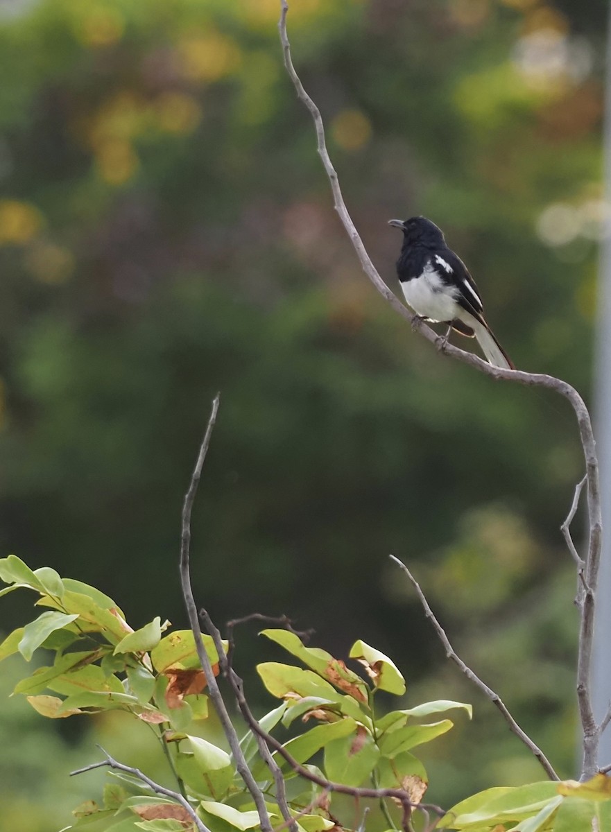 Oriental Magpie-Robin - 芳色 林