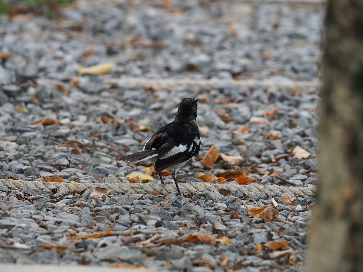 Oriental Magpie-Robin - 芳色 林