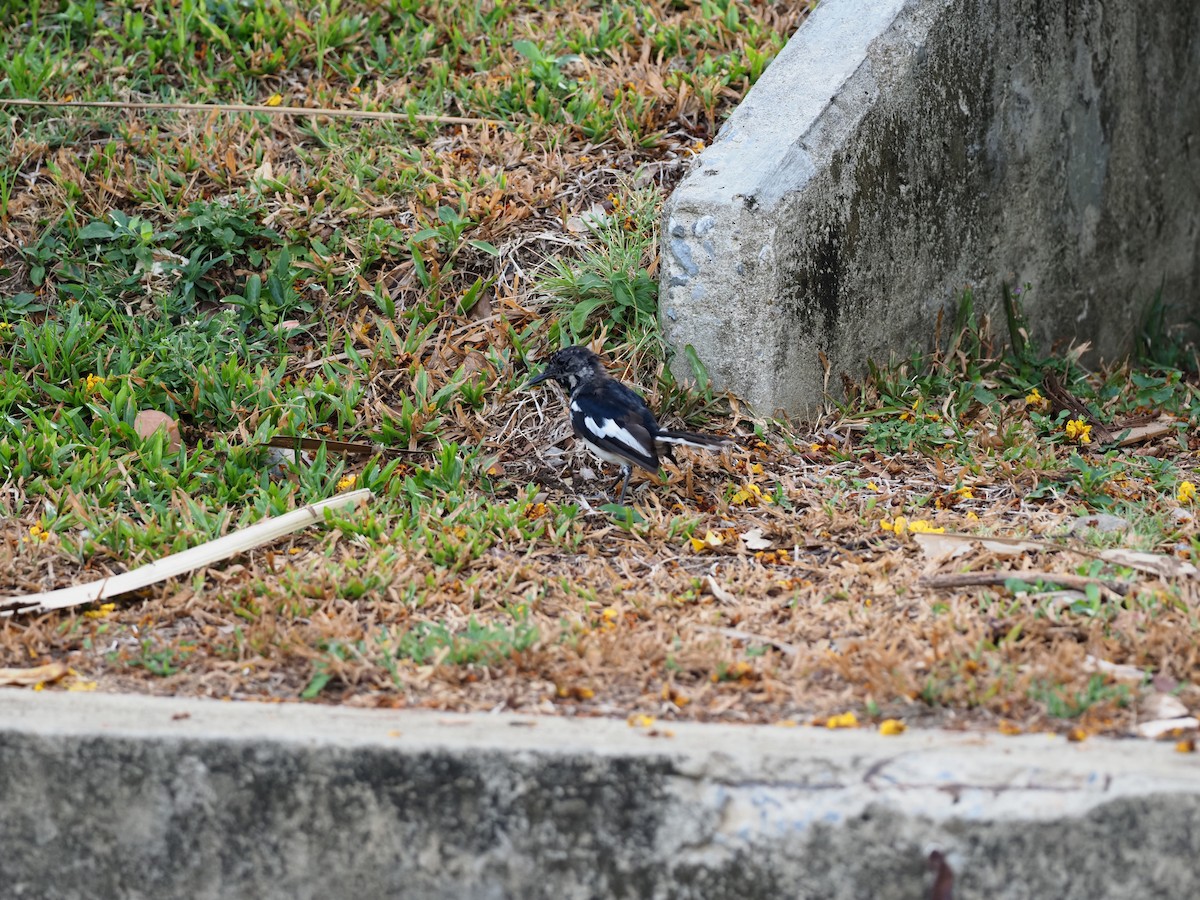 Oriental Magpie-Robin - 芳色 林