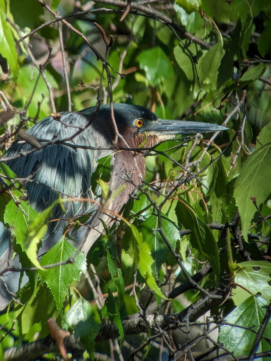 Green Heron - Raymond Belhumeur