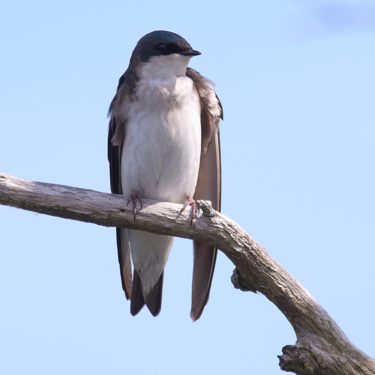 Tree Swallow - Bert Richards