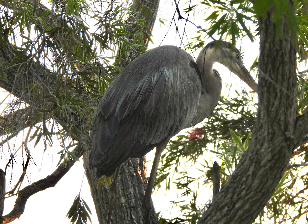 Great Blue Heron - Lynne Harding