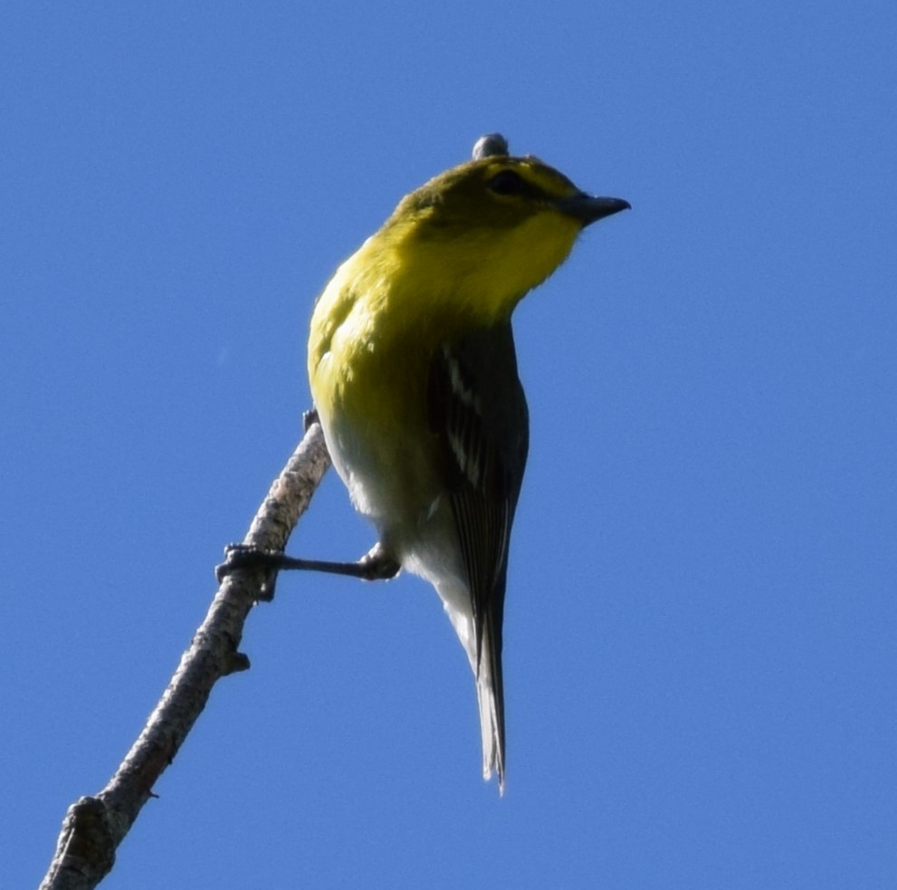 Yellow-throated Vireo - John Wright