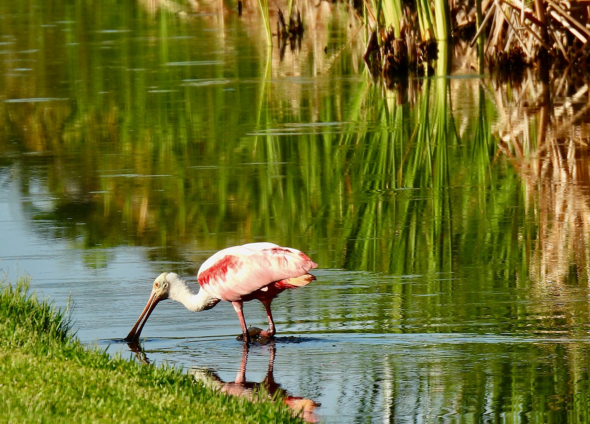 Roseate Spoonbill - Lynne Harding