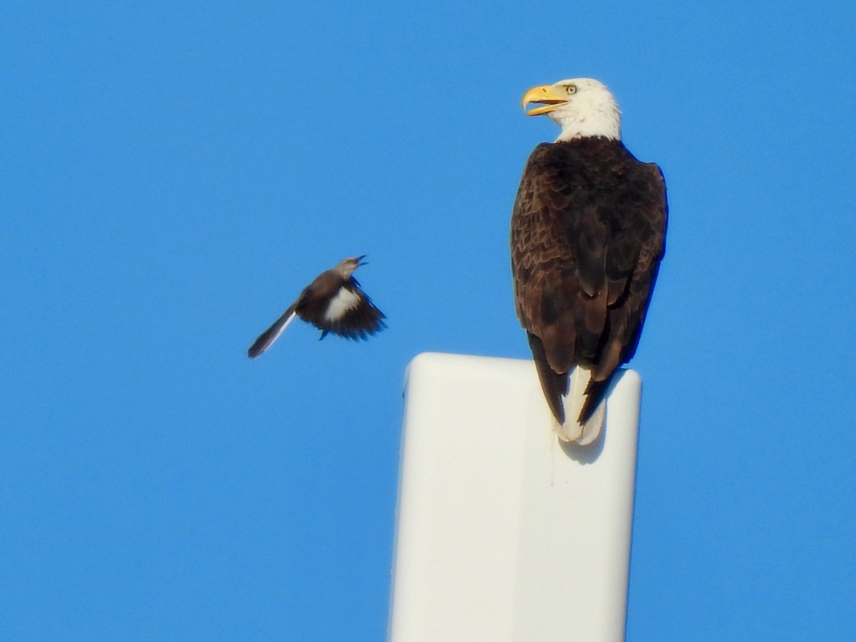 Bald Eagle - Lynne Harding