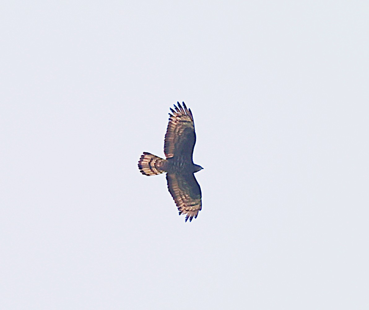 European Honey-buzzard - ML619564757