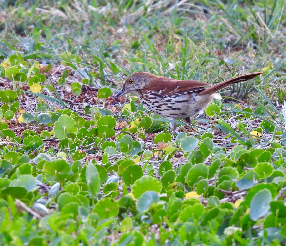 Brown Thrasher - Lynne Harding