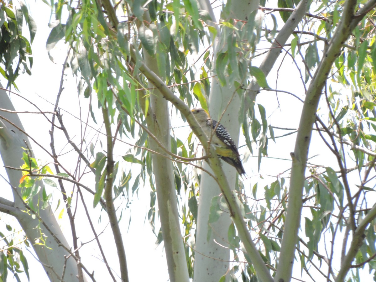 Golden-fronted Woodpecker - Francisco J. Muñoz Nolasco