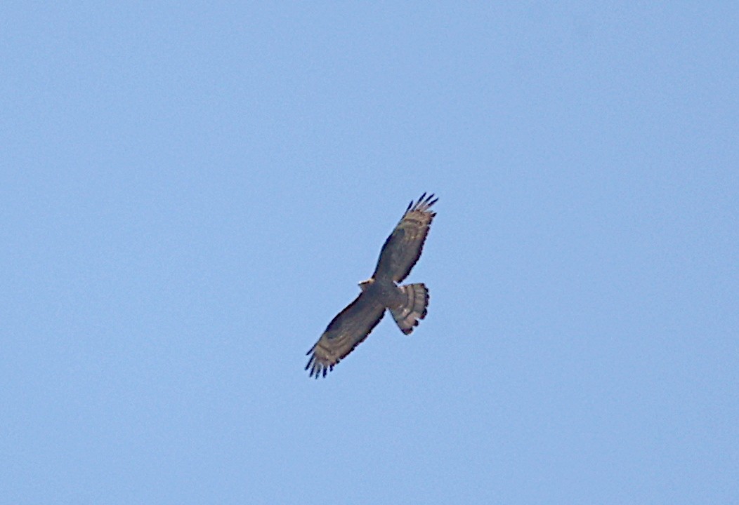 European Honey-buzzard - ML619564765