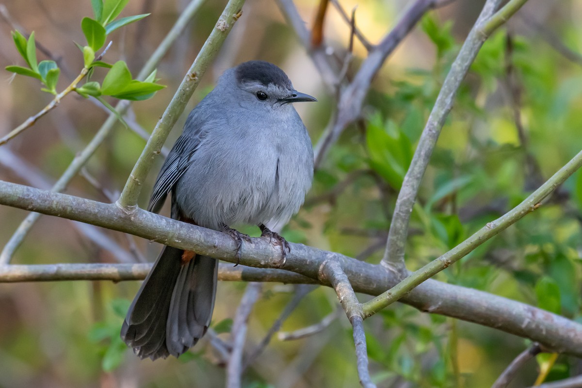 Gray Catbird - Dan Gardoqui