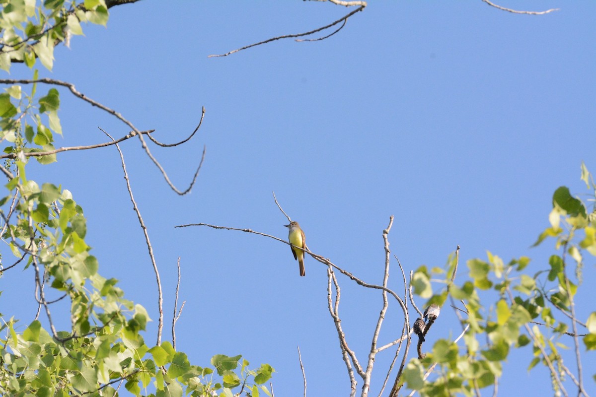 Great Crested Flycatcher - Wes Hoyer