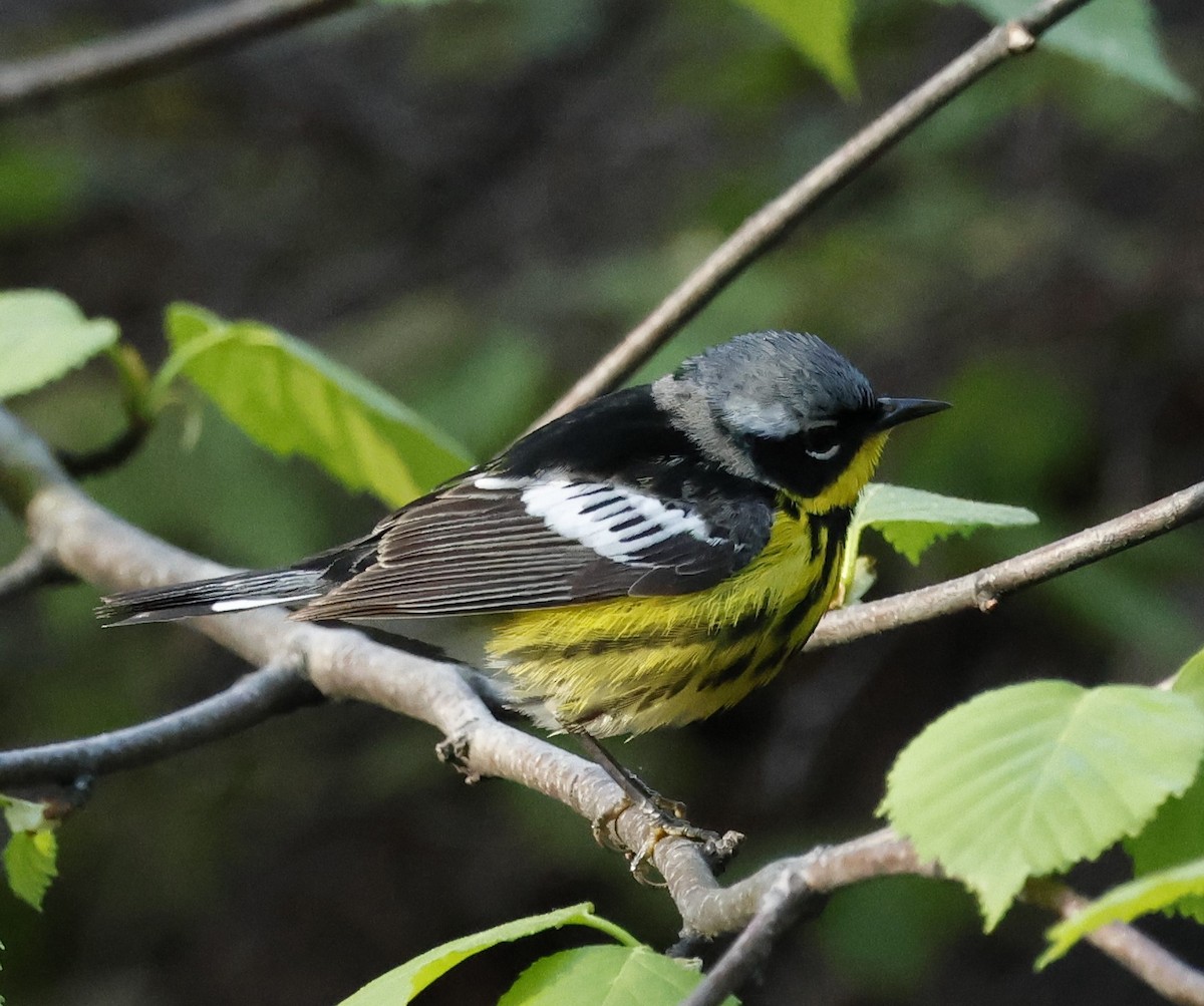 Magnolia Warbler - Jean-Pierre Gagné