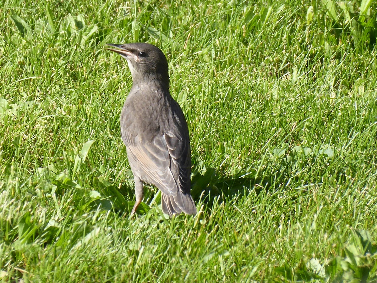 European Starling - M. Jordan