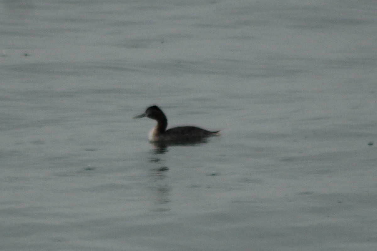 Pied-billed Grebe - Rafael Romagna