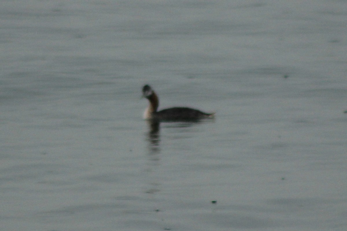 Pied-billed Grebe - Rafael Romagna