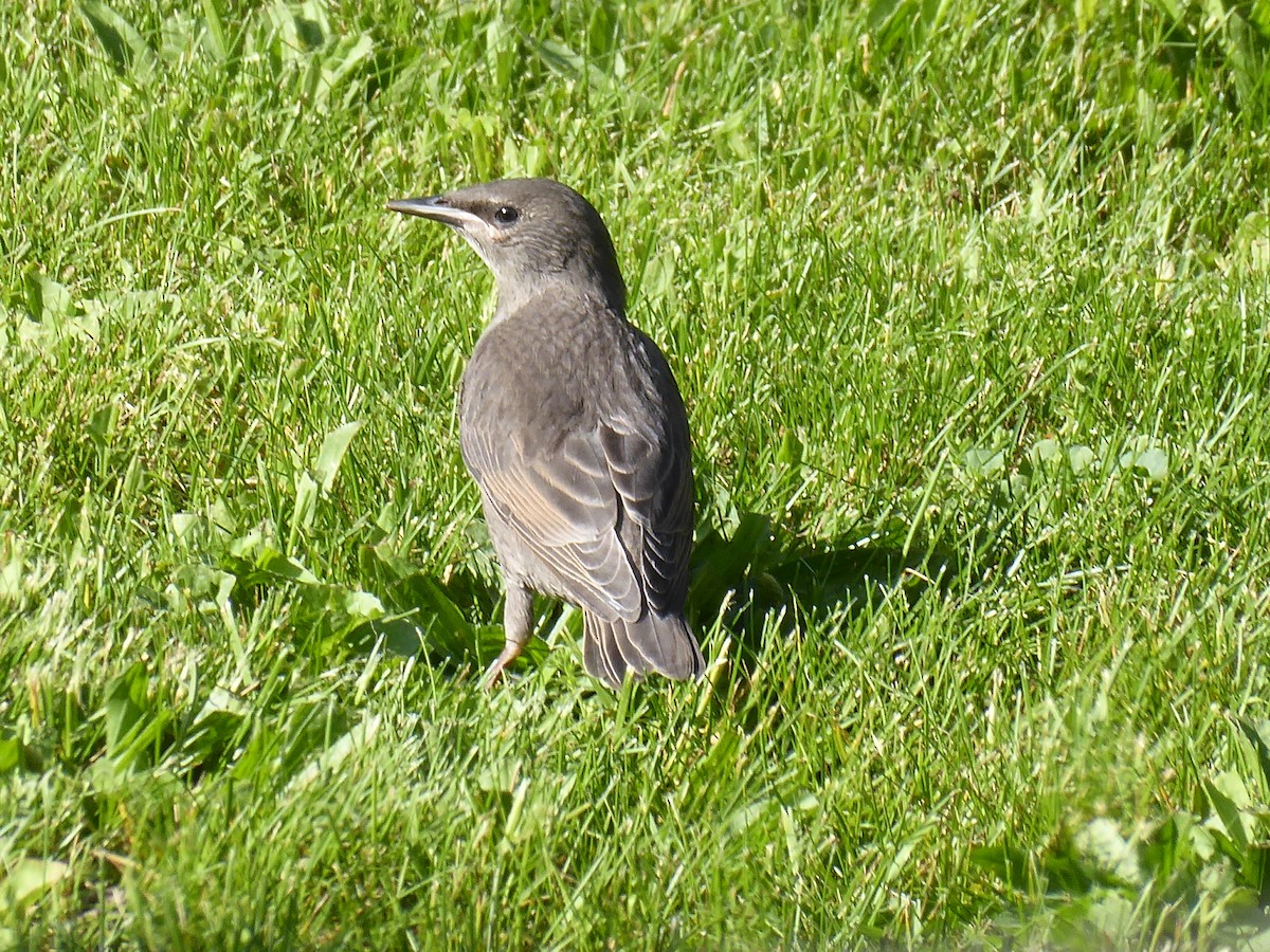 European Starling - M. Jordan