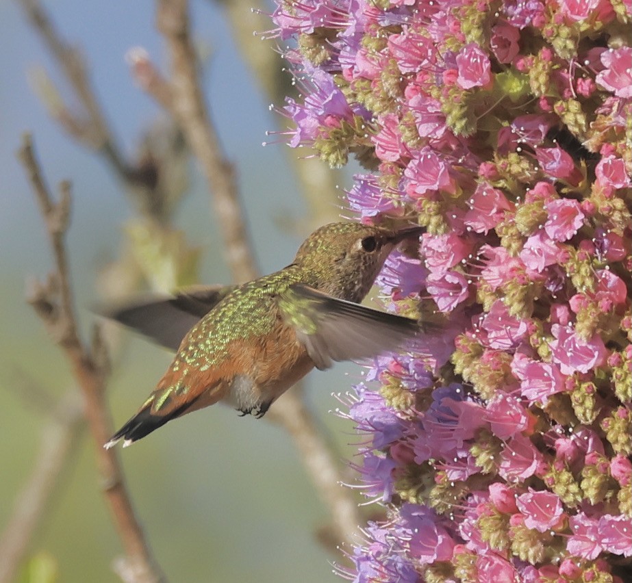 Allen's Hummingbird - Gretchen Framel