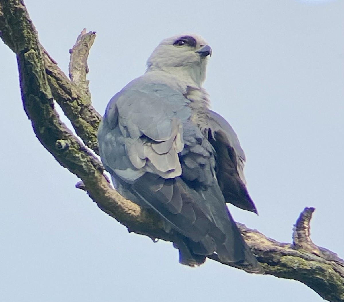 Mississippi Kite - ML619564793