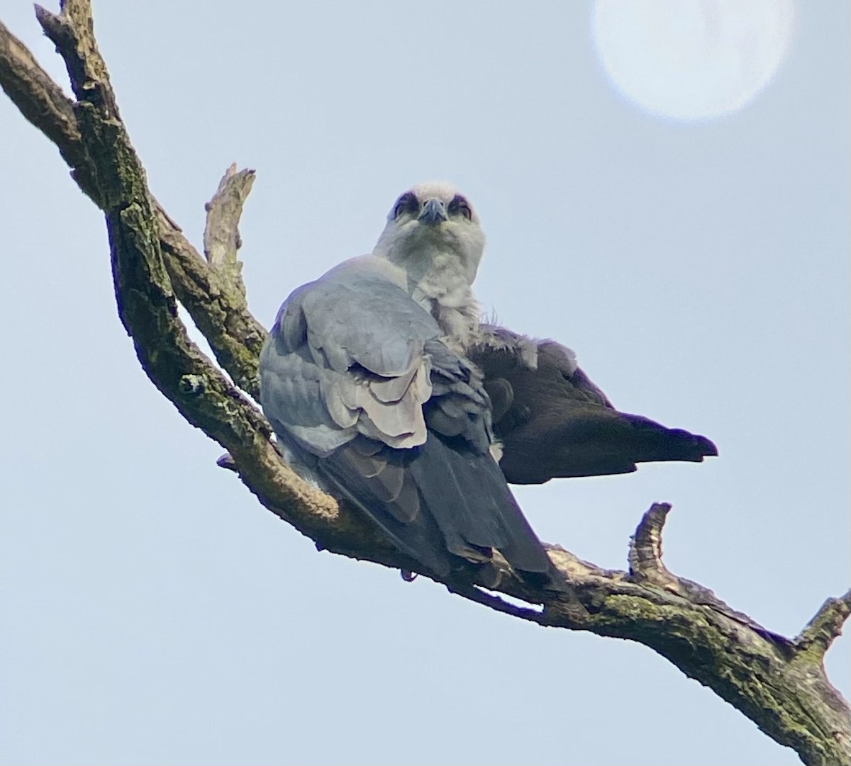 Mississippi Kite - Michael Onel