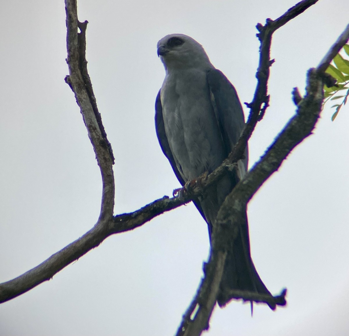 Mississippi Kite - Michael Onel