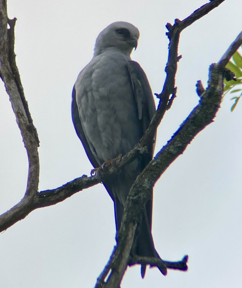 Mississippi Kite - ML619564797