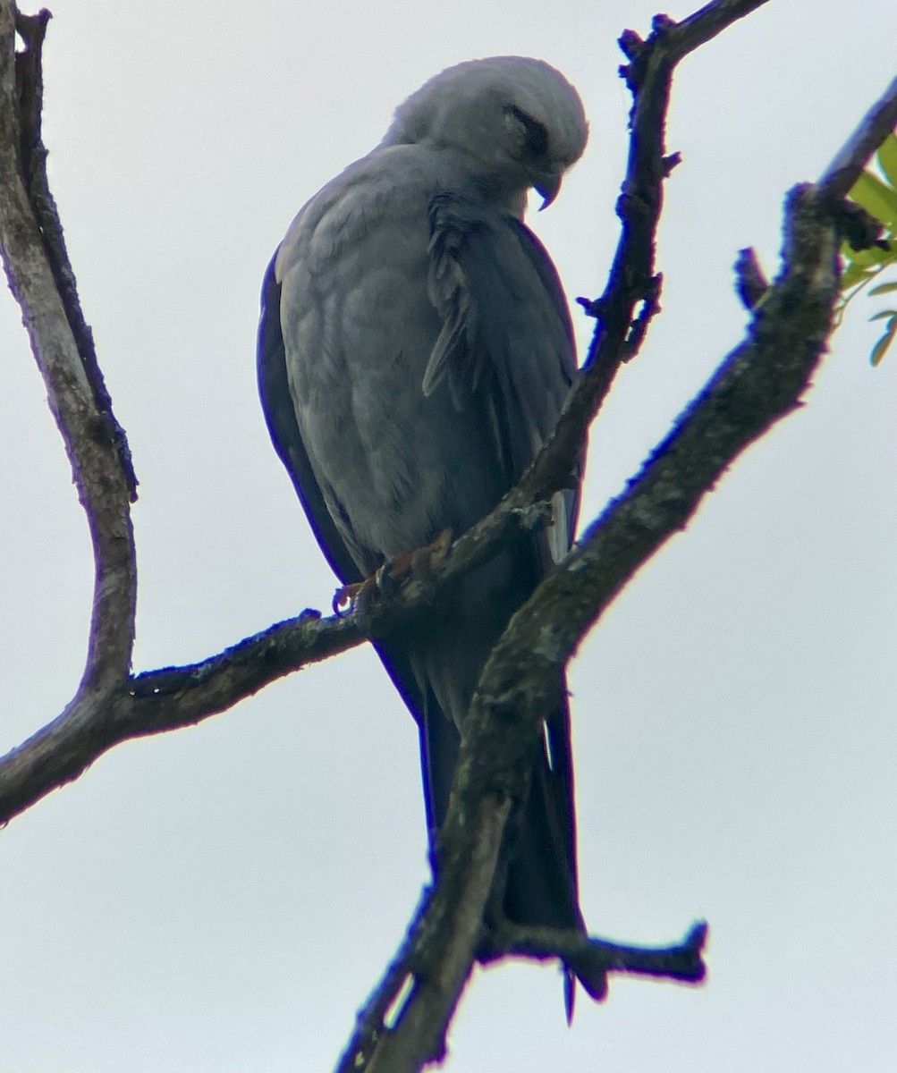 Mississippi Kite - ML619564799