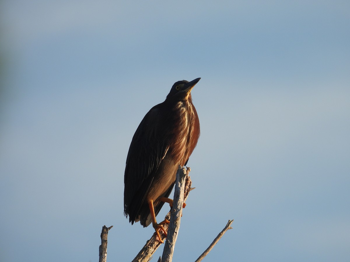 Green Heron - John  Paalvast