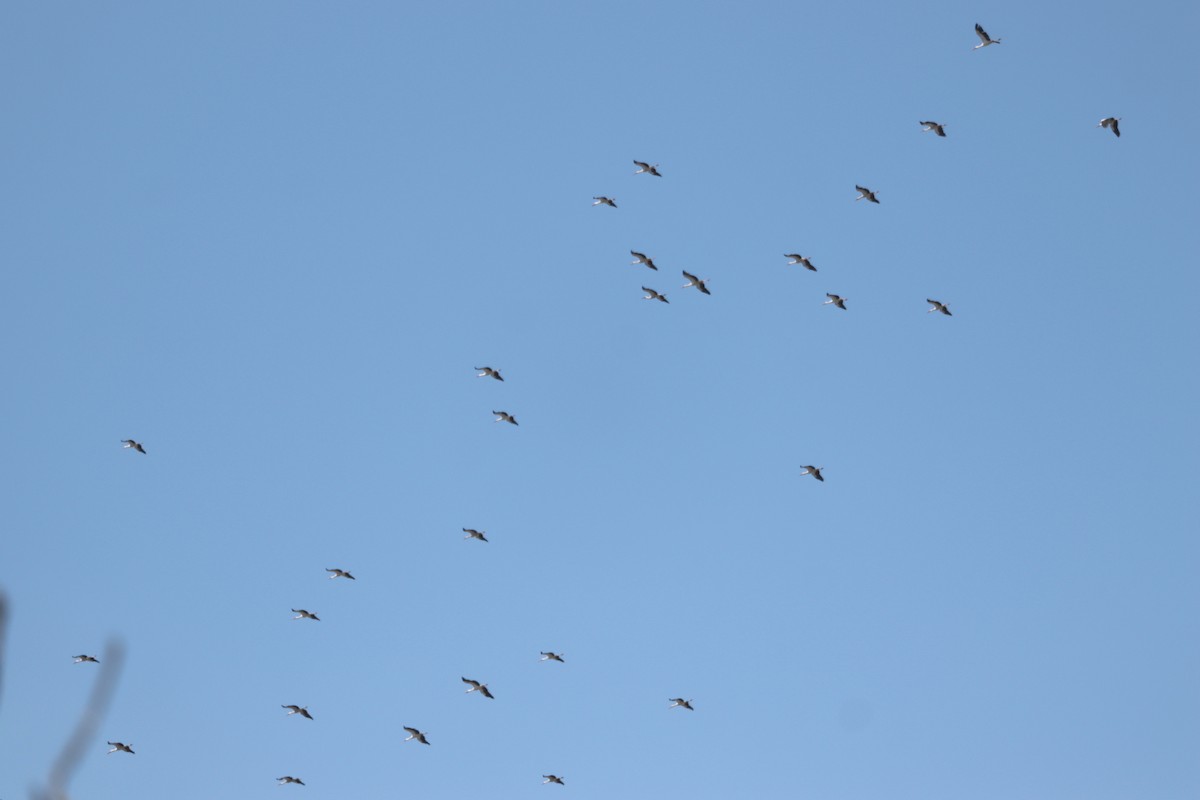 White Stork - erdem baykus