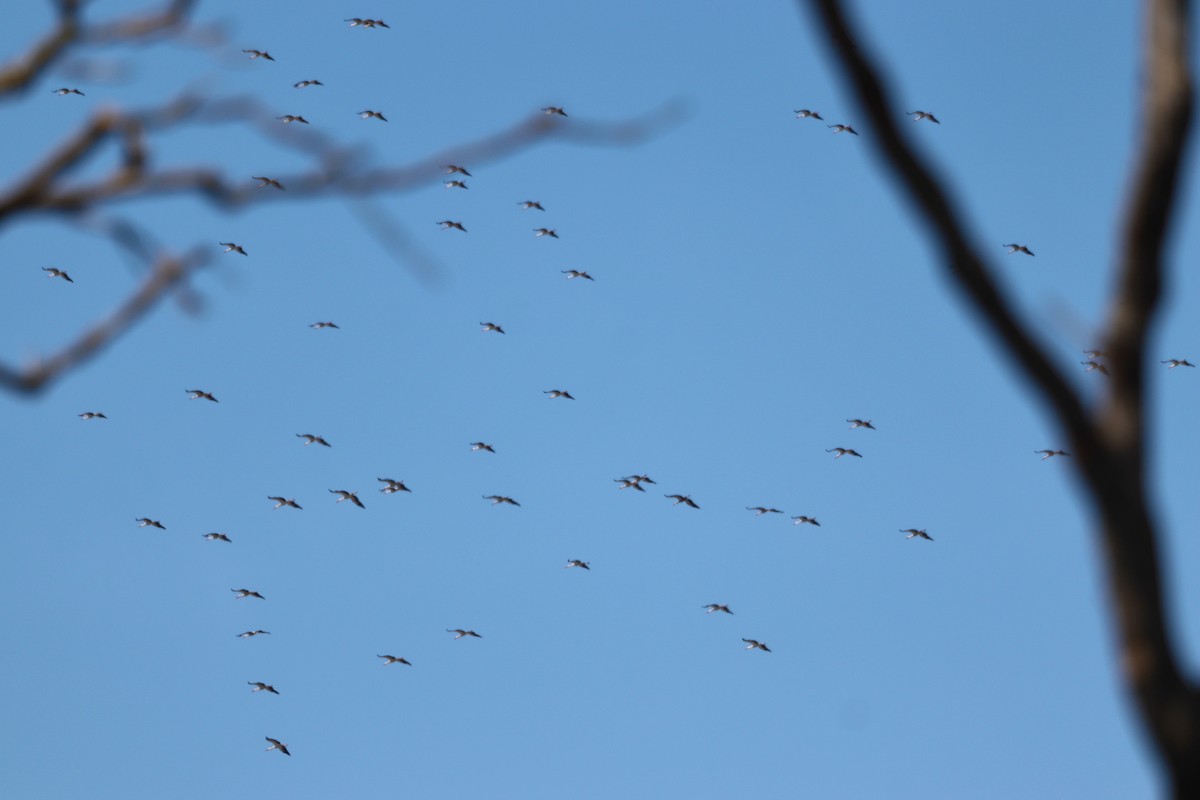 White Stork - erdem baykus