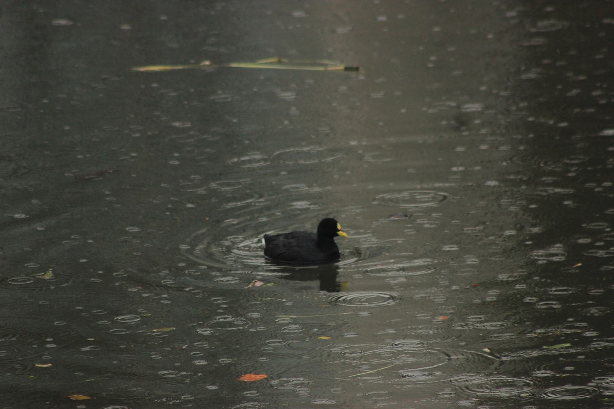 Red-gartered Coot - Rafael Romagna