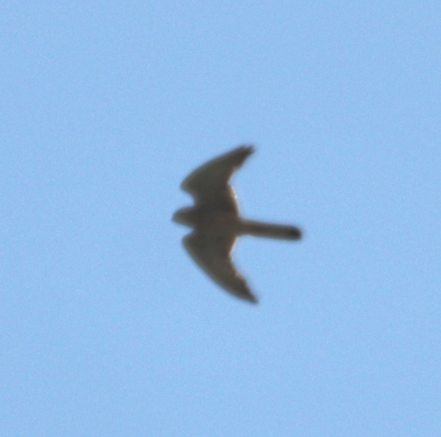 Eurasian Kestrel - erdem baykus