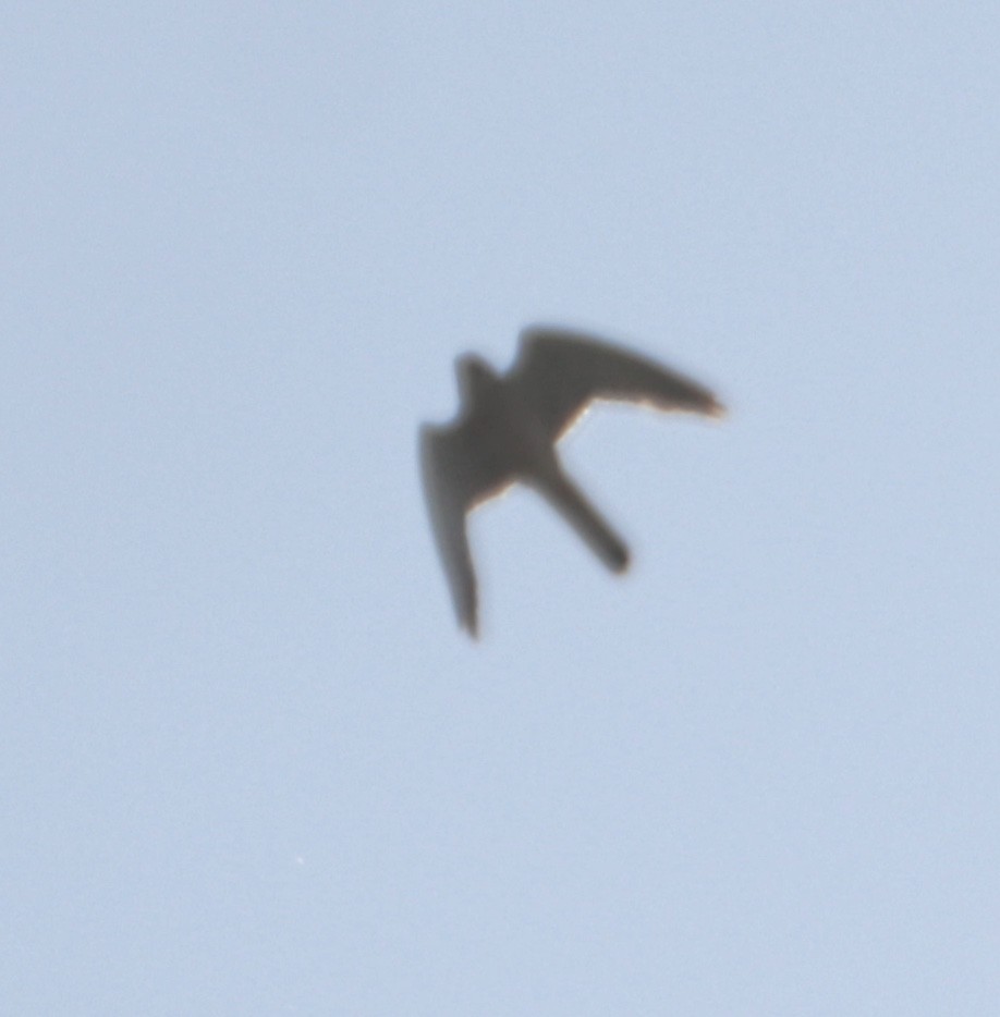 Eurasian Kestrel - erdem baykus