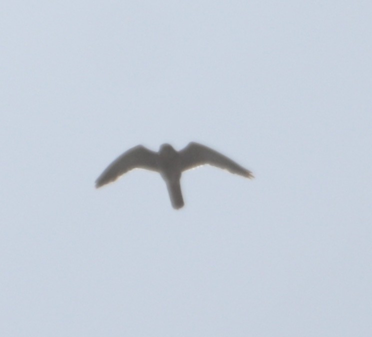 Eurasian Kestrel - erdem baykus