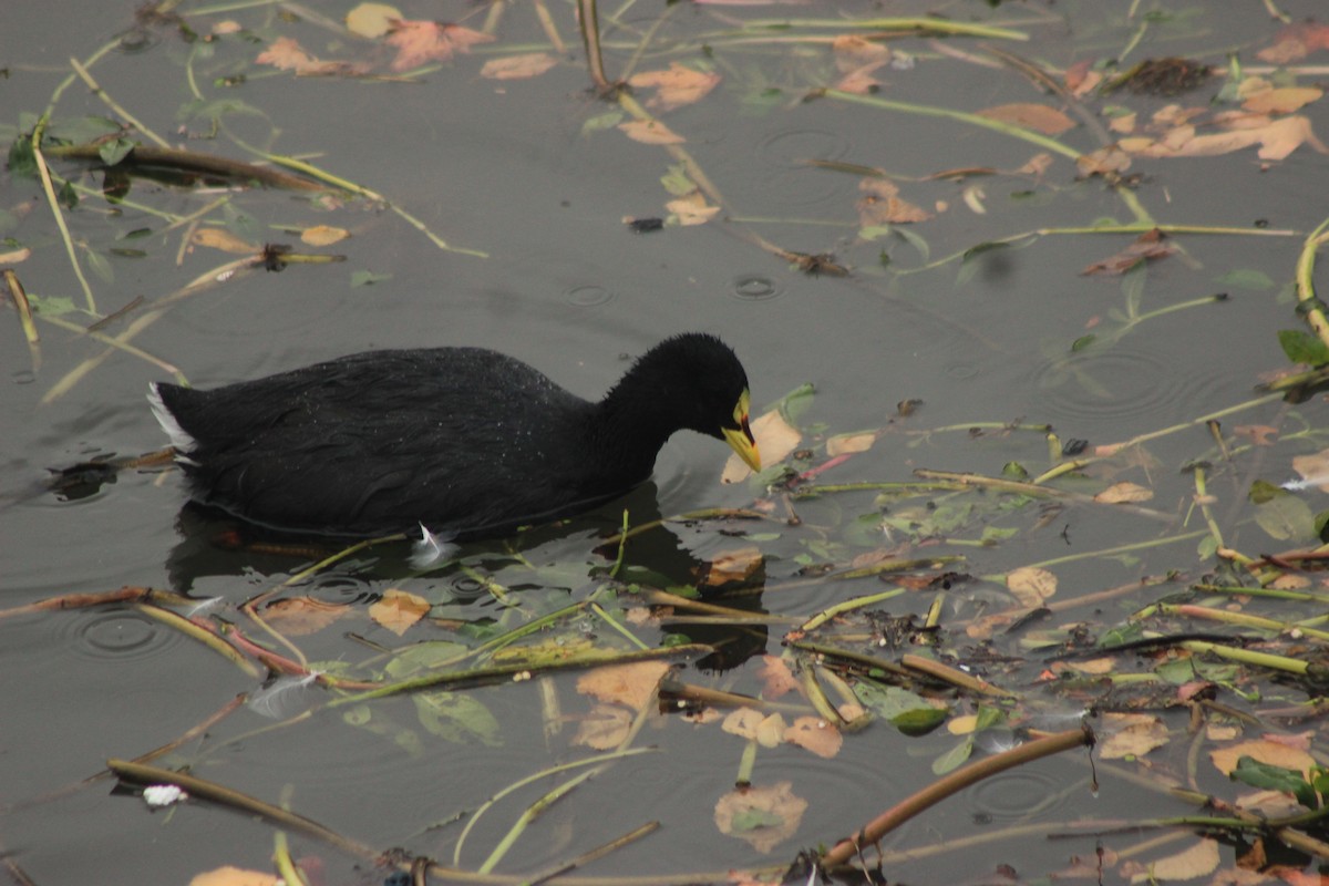 Red-gartered Coot - Rafael Romagna