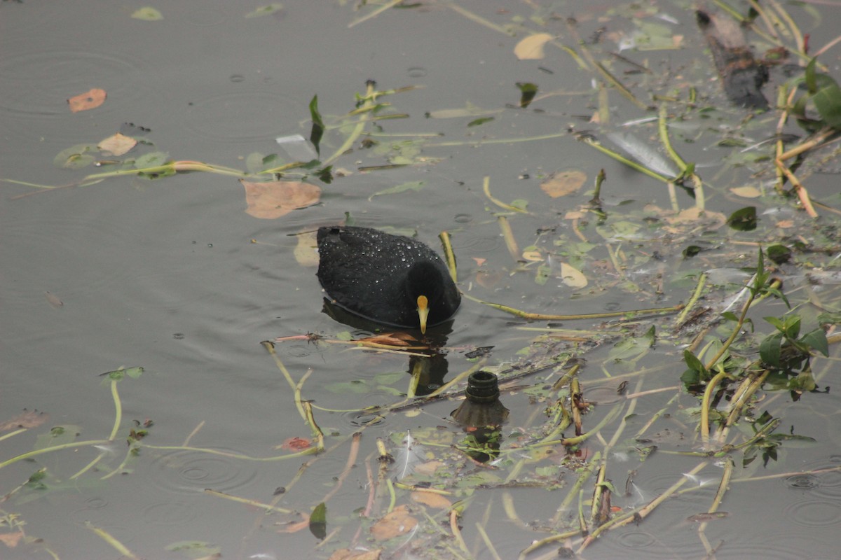 White-winged Coot - Rafael Romagna