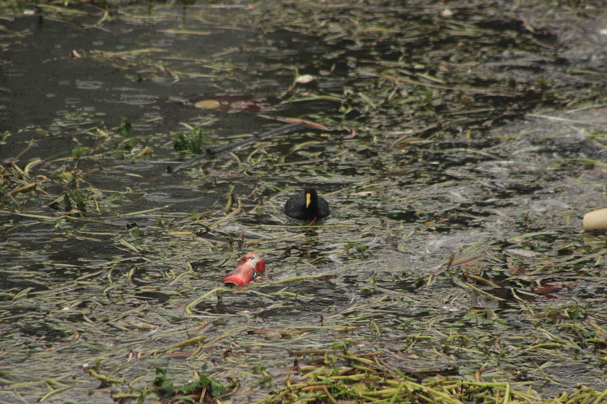 White-winged Coot - Rafael Romagna