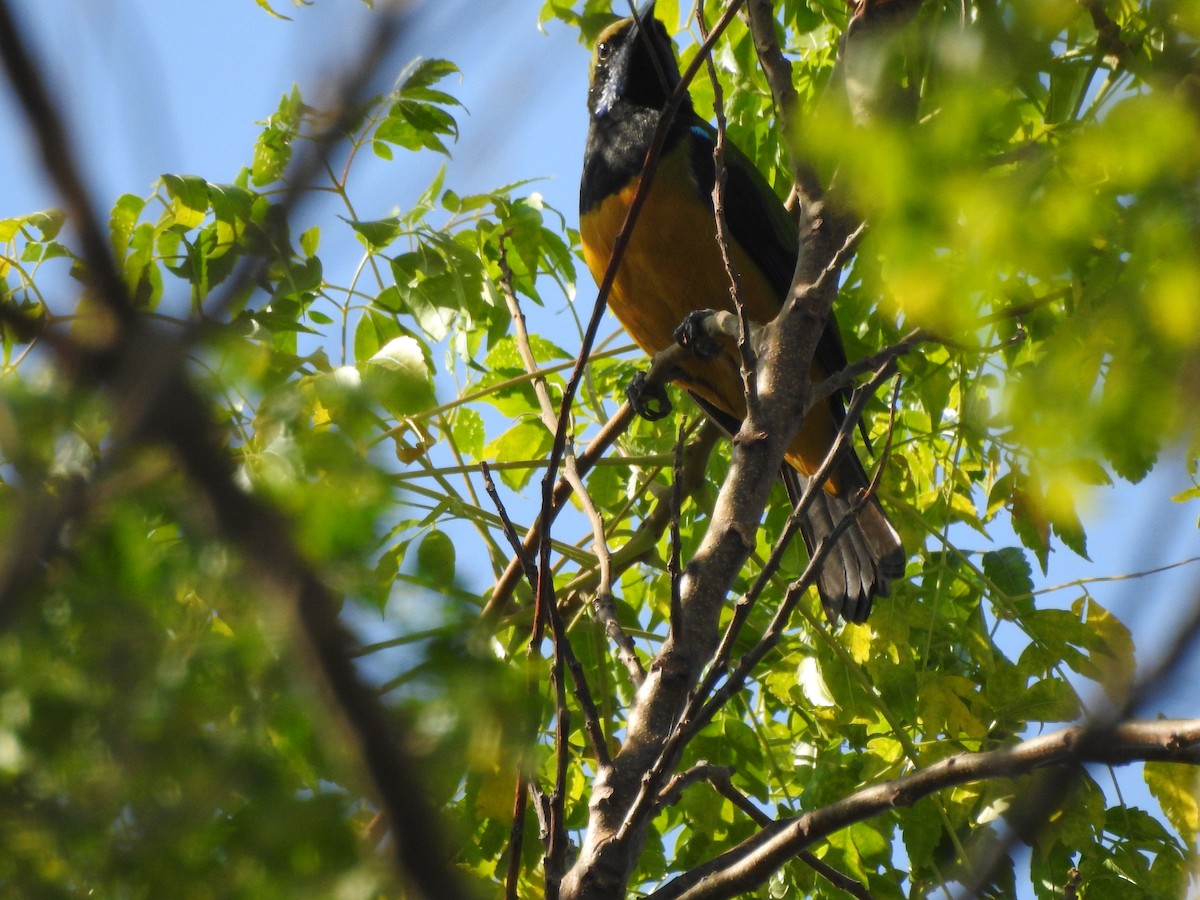 Orange-bellied Leafbird - Selvaganesh K