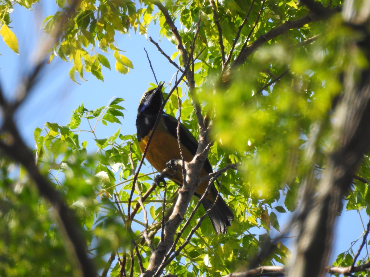 Orange-bellied Leafbird - Selvaganesh K