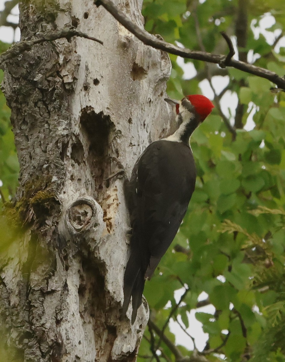 Pileated Woodpecker - Jean-Pierre Gagné