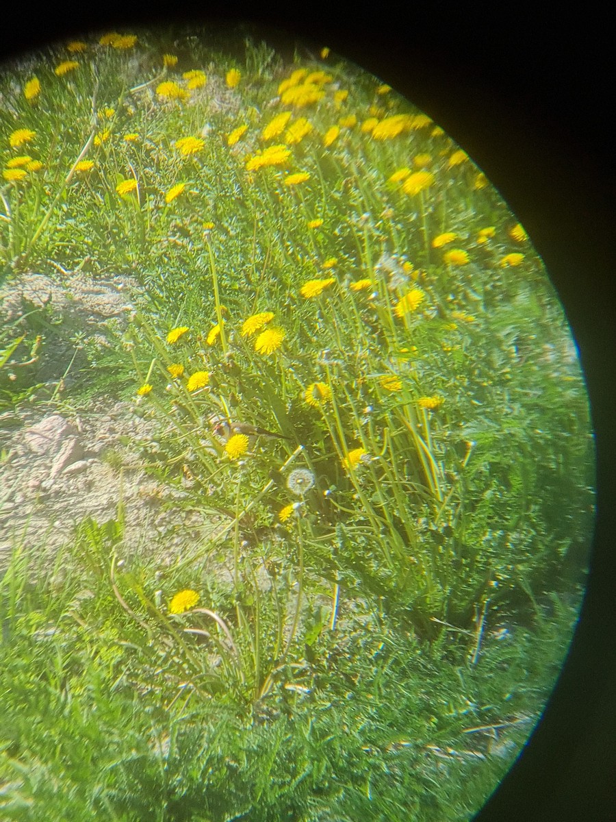 European Goldfinch - Malte Åsander