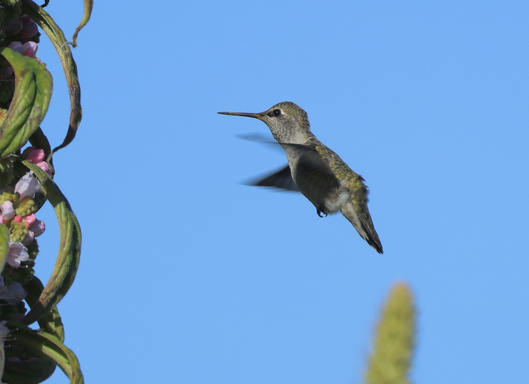 Anna's Hummingbird - Gretchen Framel