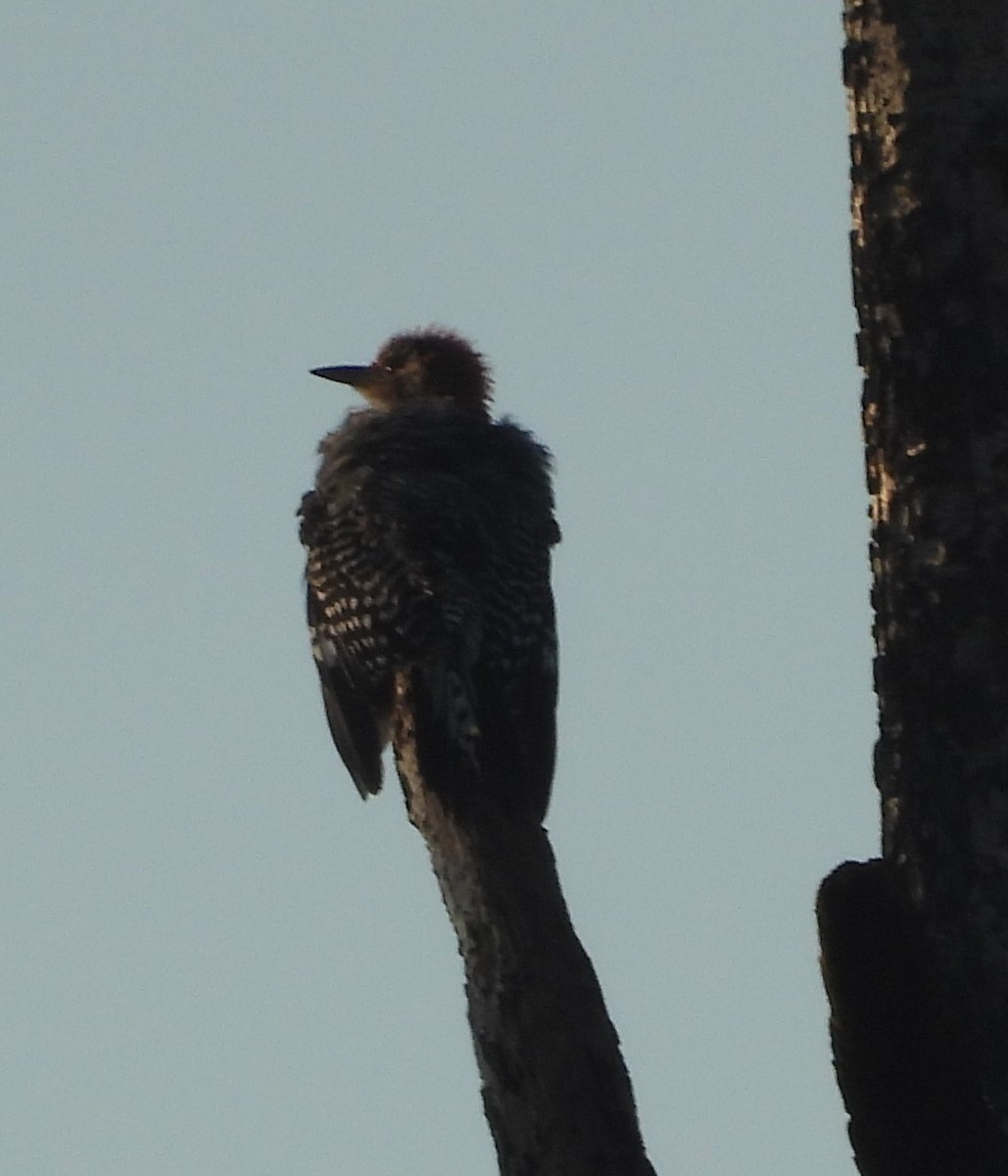 Red-bellied Woodpecker - John  Paalvast