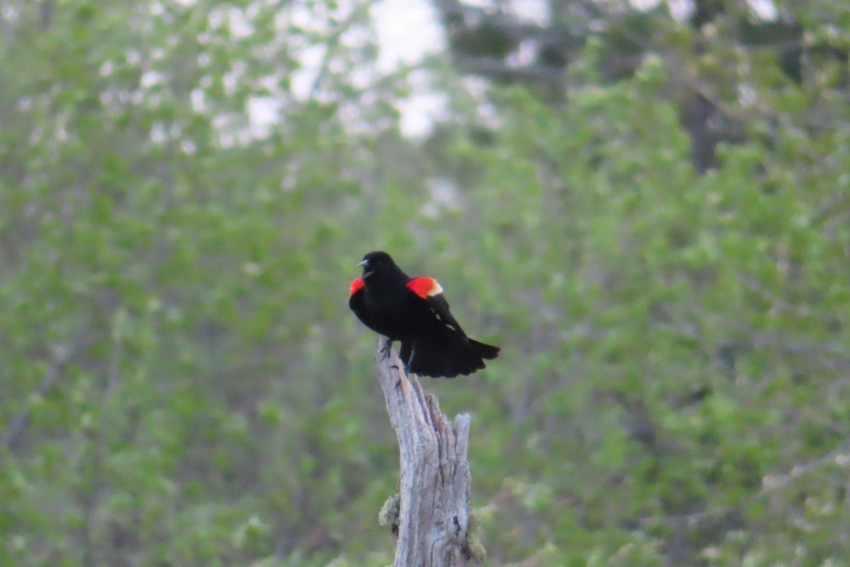 Red-winged Blackbird - Sylvie Gagnon