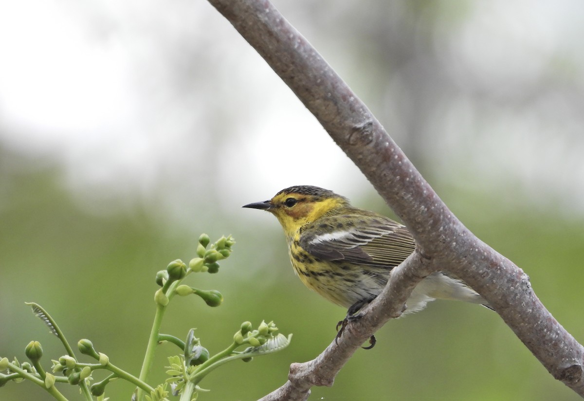 Cape May Warbler - ML619564849