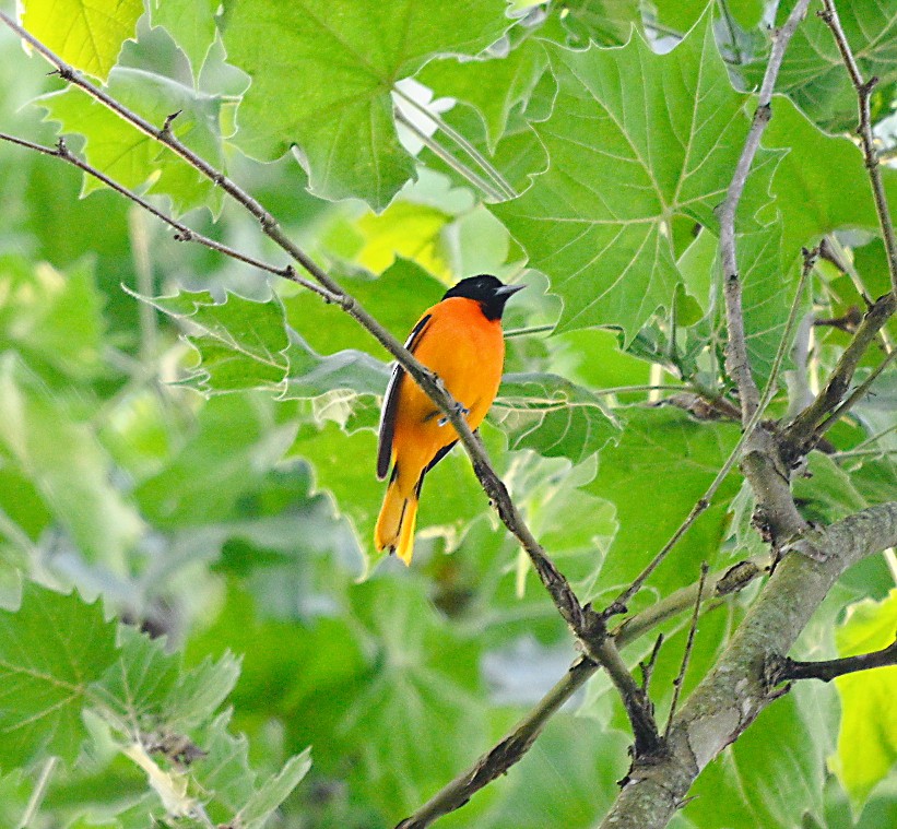 Baltimore Oriole - Frank Wang