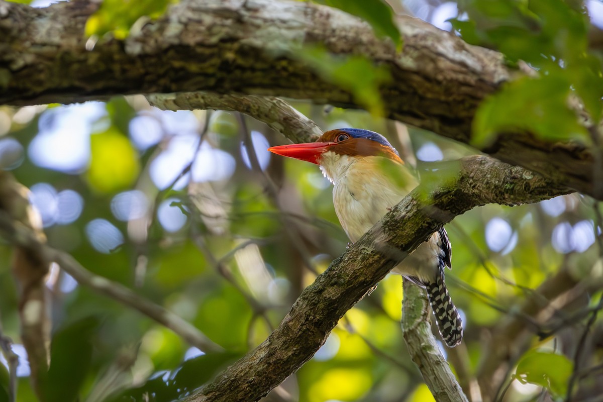 Banded Kingfisher - Carolien Hoek